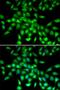 Serpin Family A Member 10 antibody, orb373537, Biorbyt, Immunofluorescence image 