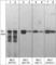 Myosin Light Chain 12B antibody, MP4221, ECM Biosciences, Western Blot image 