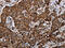 NADH dehydrogenase [ubiquinone] 1 alpha subcomplex subunit 4 antibody, CSB-PA788069, Cusabio, Immunohistochemistry frozen image 