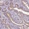 Carbohydrate sulfotransferase 11 antibody, HPA052828, Atlas Antibodies, Immunohistochemistry frozen image 