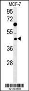 DnaJ Heat Shock Protein Family (Hsp40) Member A1 antibody, MBS9213026, MyBioSource, Western Blot image 