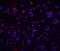 Interleukin-1 receptor-associated kinase-like 2 antibody, 2123, ProSci, Immunofluorescence image 