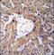 AAc antibody, LS-C166528, Lifespan Biosciences, Immunohistochemistry frozen image 