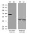 Apoptosis Inducing Factor Mitochondria Associated 1 antibody, LS-C795824, Lifespan Biosciences, Western Blot image 