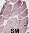 Protein Tyrosine Phosphatase Non-Receptor Type 21 antibody, abx033944, Abbexa, Immunohistochemistry frozen image 