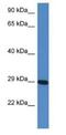 Proline Rich And Gla Domain 3 antibody, NBP1-79325, Novus Biologicals, Western Blot image 