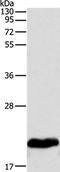 Myosin Light Chain 2 antibody, PA5-50239, Invitrogen Antibodies, Western Blot image 