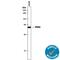 Pyruvate Kinase M1/2 antibody, AF7244, R&D Systems, Western Blot image 