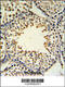 Acyl-CoA Synthetase Bubblegum Family Member 2 antibody, 64-149, ProSci, Immunohistochemistry frozen image 