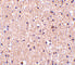 PP17 antibody, 4235, ProSci, Immunofluorescence image 