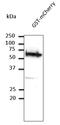 GST antibody, LS-C204210, Lifespan Biosciences, Western Blot image 