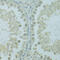HUS1 Checkpoint Clamp Component B antibody, 15-654, ProSci, Immunohistochemistry frozen image 