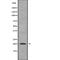 Inner Mitochondrial Membrane Peptidase Subunit 2 antibody, abx216228, Abbexa, Western Blot image 