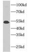 Glycerophosphodiester Phosphodiesterase Domain Containing 5 antibody, FNab03411, FineTest, Western Blot image 