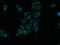 N-Acylsphingosine Amidohydrolase 1 antibody, 11274-1-AP, Proteintech Group, Immunofluorescence image 