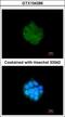 Pyruvate Dehydrogenase Kinase 3 antibody, GTX104286, GeneTex, Immunofluorescence image 