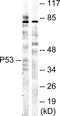 p53 antibody, LS-B7579, Lifespan Biosciences, Western Blot image 