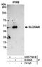 Solute carrier family 25 member 46 antibody, A305-718A-M, Bethyl Labs, Immunoprecipitation image 