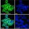 NLR Family Pyrin Domain Containing 3 antibody, LS-C47546, Lifespan Biosciences, Immunofluorescence image 