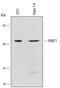 Protein Arginine Methyltransferase 1 antibody, AF6016, R&D Systems, Western Blot image 