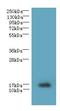 Transcription Elongation Factor A Like 7 antibody, LS-C379325, Lifespan Biosciences, Western Blot image 