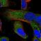Terminal Uridylyl Transferase 4 antibody, PA5-55739, Invitrogen Antibodies, Immunofluorescence image 