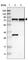 Protein LYRIC antibody, HPA015104, Atlas Antibodies, Western Blot image 