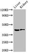 Hydroxy-Delta-5-Steroid Dehydrogenase, 3 Beta- And Steroid Delta-Isomerase 7 antibody, LS-C672970, Lifespan Biosciences, Western Blot image 