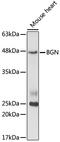Biglycan antibody, GTX33038, GeneTex, Western Blot image 