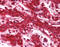 Chloride Intracellular Channel 1 antibody, 51-441, ProSci, Immunohistochemistry paraffin image 