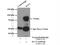 Potassium Voltage-Gated Channel Subfamily A Member 2 antibody, 14235-1-AP, Proteintech Group, Immunoprecipitation image 