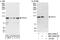 VPS11 Core Subunit Of CORVET And HOPS Complexes antibody, NBP2-04092, Novus Biologicals, Western Blot image 