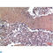 Cyclin B1 antibody, LS-C813692, Lifespan Biosciences, Immunohistochemistry paraffin image 