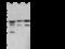 Phosphoglycerate Kinase 2 antibody, 107229-T36, Sino Biological, Western Blot image 