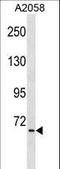 TNFAIP3 Interacting Protein 1 antibody, LS-C160081, Lifespan Biosciences, Western Blot image 