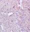 Killer Cell Lectin Like Receptor B1 antibody, orb5815, Biorbyt, Immunohistochemistry paraffin image 