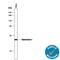 Glyoxalase I antibody, AF4959, R&D Systems, Western Blot image 