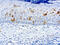 CD1a Molecule antibody, GTX17186, GeneTex, Immunohistochemistry paraffin image 