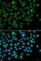 Inhibitor Of Growth Family Member 3 antibody, 19-888, ProSci, Immunofluorescence image 