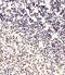 Forkhead Box P1 antibody, MBS9211971, MyBioSource, Immunohistochemistry paraffin image 