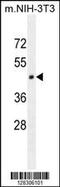 Homeobox And Leucine Zipper Encoding antibody, 55-407, ProSci, Western Blot image 