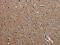 Protocadherin Alpha Subfamily C, 1 antibody, CSB-PA999986, Cusabio, Immunohistochemistry paraffin image 