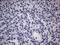  antibody, CF805928, Origene, Immunohistochemistry paraffin image 