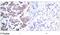 Myocyte-specific enhancer factor 2A antibody, GTX79019, GeneTex, Immunohistochemistry paraffin image 