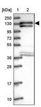 SAP130 antibody, PA5-60187, Invitrogen Antibodies, Western Blot image 