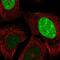 CT45A antibody, PA5-61395, Invitrogen Antibodies, Immunofluorescence image 