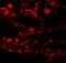 Coiled-Coil Domain Containing 69 antibody, NBP1-77145, Novus Biologicals, Immunofluorescence image 