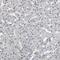 Protein AHNAK2 antibody, PA5-52061, Invitrogen Antibodies, Immunohistochemistry frozen image 