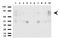 Forkhead Box P1 antibody, LS-C796831, Lifespan Biosciences, Western Blot image 