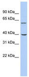 Tripartite Motif Containing 26 antibody, TA335777, Origene, Western Blot image 